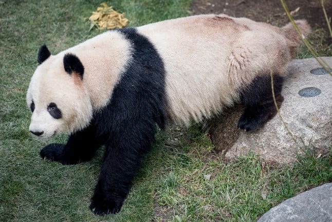 Escaping lockdown: Panda breaks out at Copenhagen Zoo