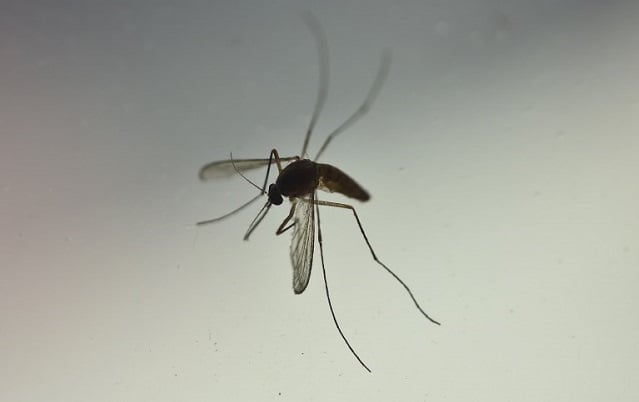 Mosquitoes don't transmit coronavirus, Italian study finds