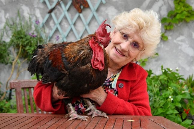 Maurice the French cockerel at the centre of rural court battle has died