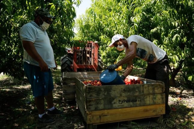 Fruit pickers sweat it out as virus flares in northern Spain