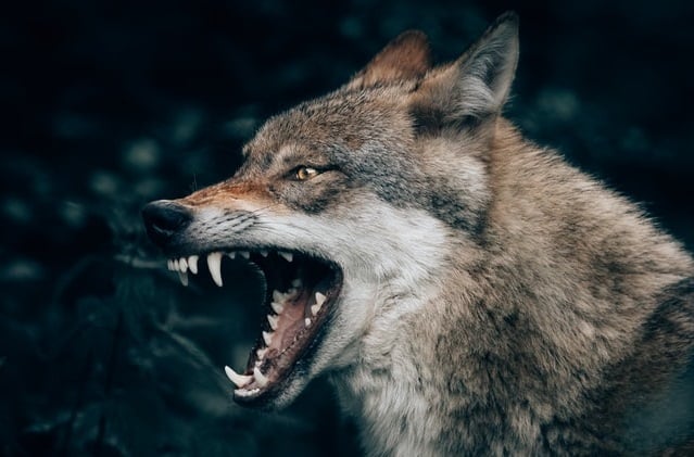 Go to the forest! Swedish phrases to use when you're angry