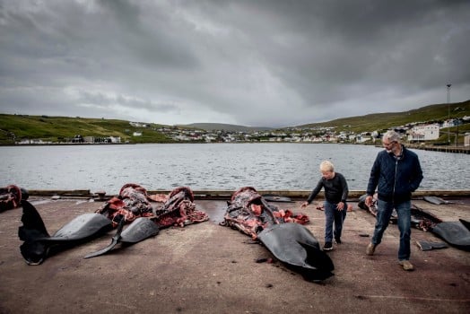 Faroes whaling season opens despite virus cases
