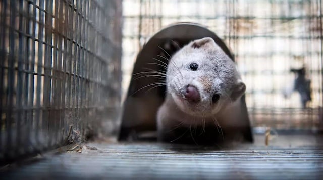 Spain to cull nearly 100,000 mink infected with coronavirus