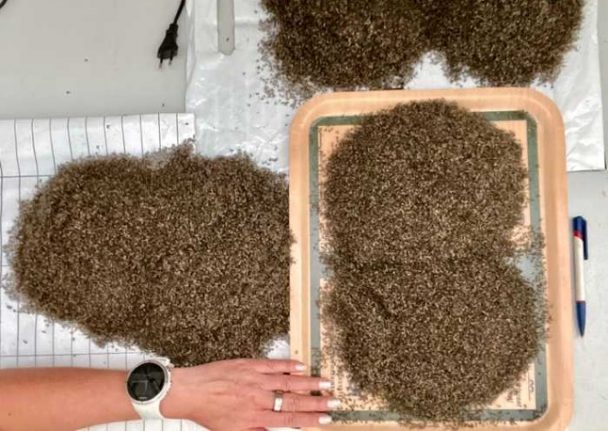 Norway woman catches a litre of mosquitos a day