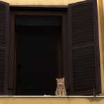 Italy’s cat owners told to look out for signs of mystery ‘rabies-like’ virus