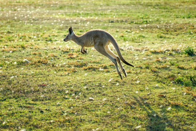 Norway’s roaming kangaroo is back in captivity