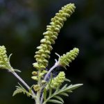 Ragweed infestation in southern Germany poses allergy threat