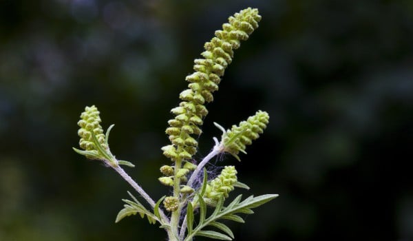 Ragweed infestation in southern Germany poses allergy threat
