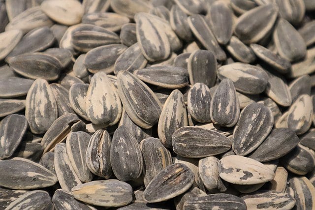 Spanish village bans eating sunflower seeds in public to stop Covid infections