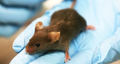 Running rescues mice from diabetes: study