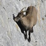 Switzerland to ban foreign trophy hunters from killing Alpine ibex