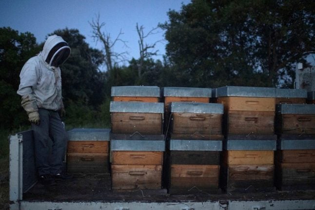 ‘Truly inexplicable’: Why did four million bees die overnight in northern Italy?