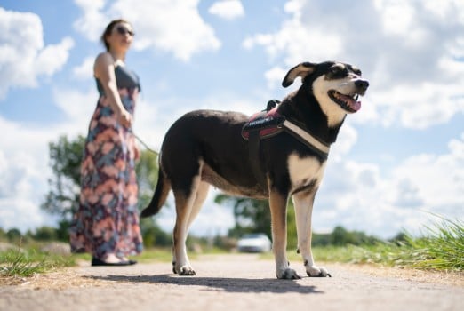 Explained: What's really in Germany's planned ‘dog walking law’?
