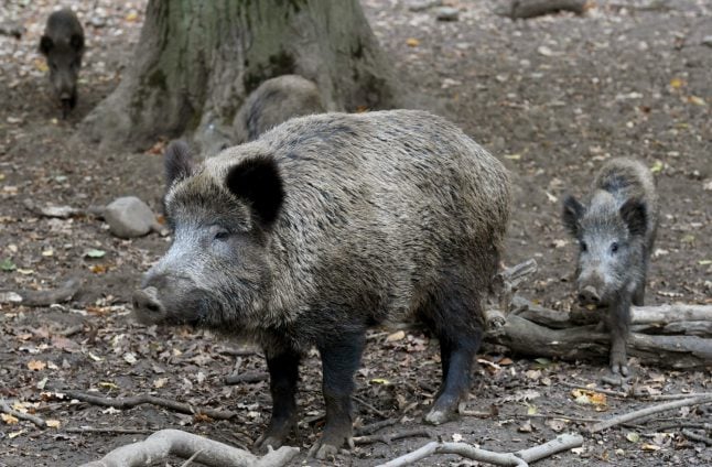 'Save the cheeky but peaceful sow': Berliners protest culling of wild boar