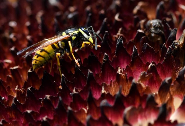 Why this summer in France is perfect - for wasps
