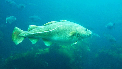Melting ice spawns record cod catch