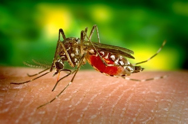 Cases of West Nile fever confirmed in Andalusia