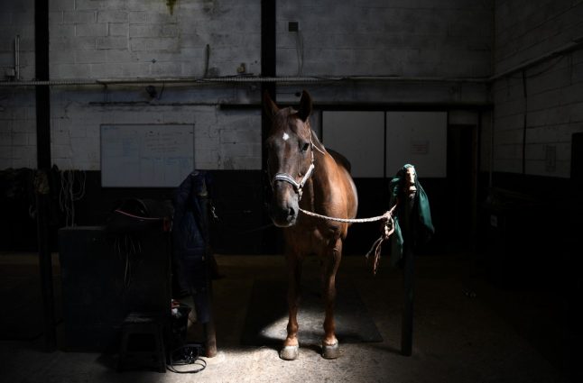 French police urge vigilance as horse mutilations mount