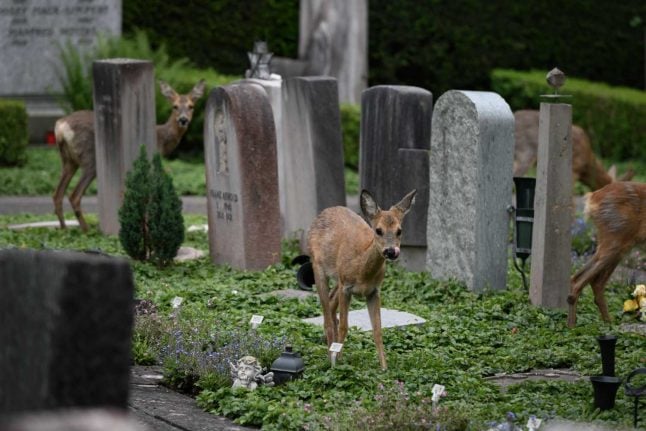 IN PICTURES: The controversial deer who live in a Basel City cemetery