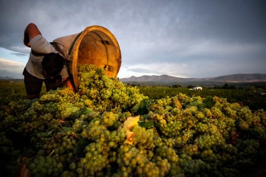 How climate change is souring French winemakers' 2020 harvest