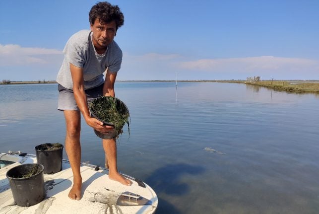 How Italian researchers and fishermen are working to restore Venice's lagoon
