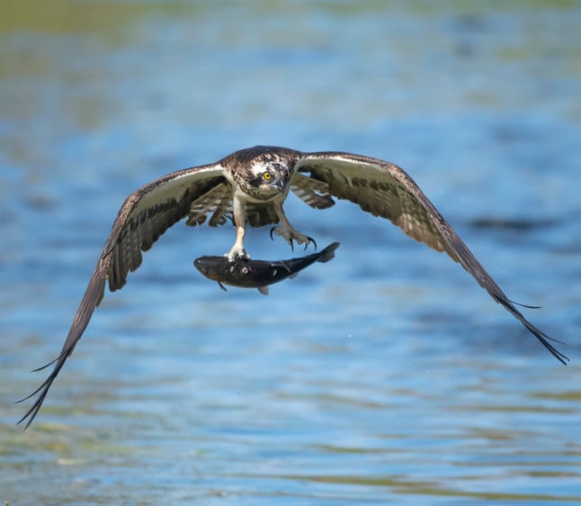 an osprey on the hunt, in flight with a fish caught in a lake in northern finland