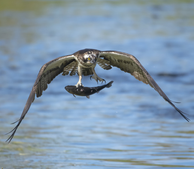 an osprey on the hunt, in flight with a fish caught in a lake in northern finland