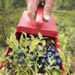 Why it’s Sweden’s best year for bilberries in decades – but no one’s around to pick them