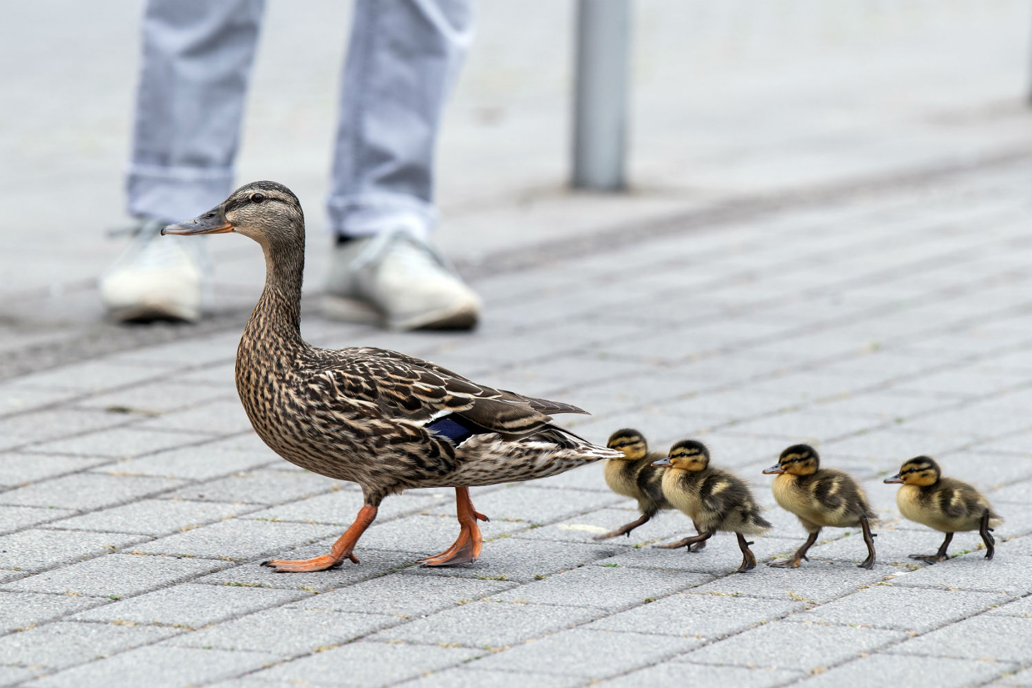How the German language differed between East and West
