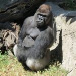 200kg gorilla attacks female keeper in Madrid zoo