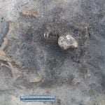 Swedish archaeologists uncover remains of 8,400-year-old dog