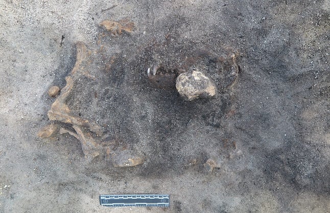 Swedish archaeologists uncover remains of 8,400-year-old dog