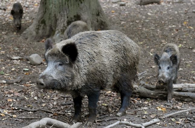 Five new swine fever cases found in German wild boars