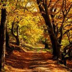 Eight great places to visit during autumn in Denmark