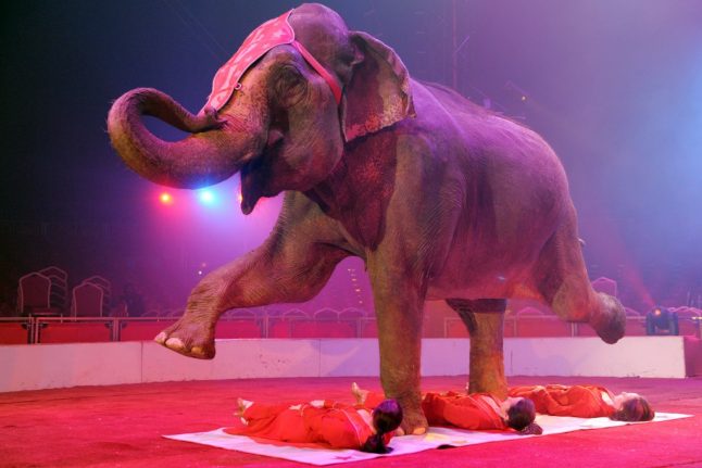 France to ban wild animals in travelling circuses