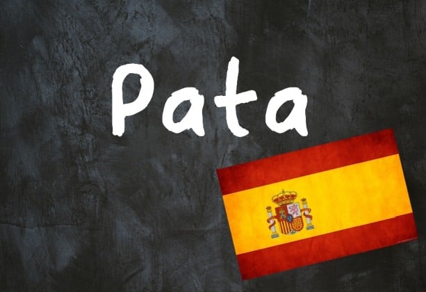 Spanish Word of The Day: 'Pata'
