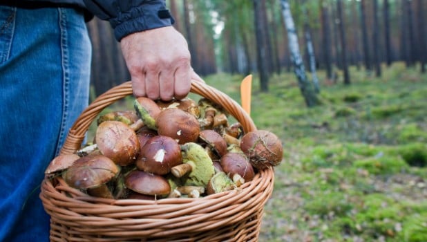 The real world of mushroom pickers and murders in German forests