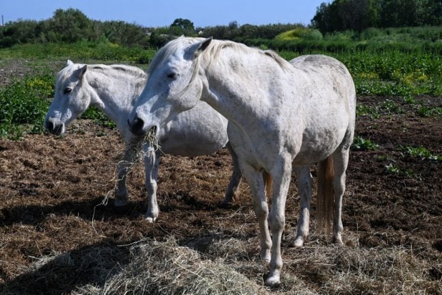 Is France any closer to solving the shocking series of horse mutilations?