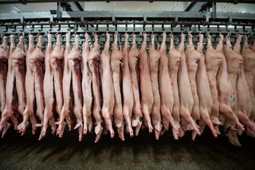 China halts imports of German pork after swine fever case
