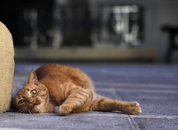 Cat-astrophe: Owner and 110 feline friends evicted in Spain