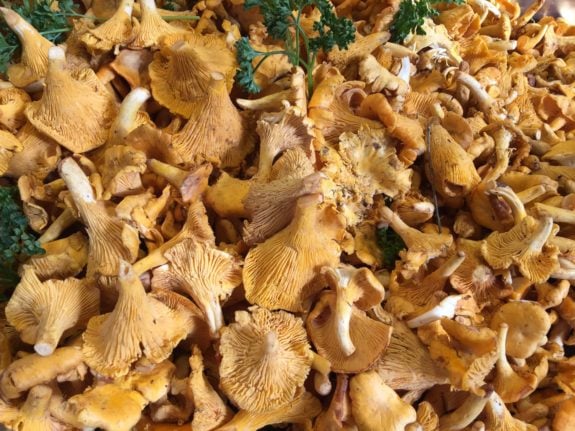 Pictured is a harvest of chanterelle mushrooms