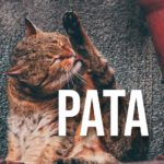 Spanish Word of The Day: ‘Pata’
