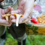 How to pick mushrooms in Sweden like you’ve been doing it all your life