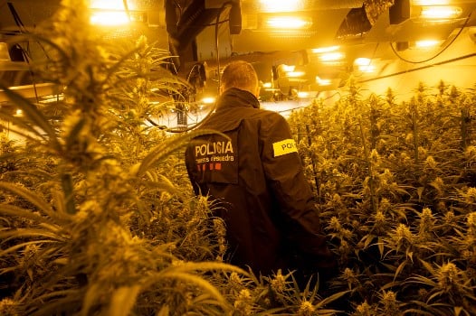 'Europe's marijuana orchard': How Spain is feeding the continent's drug habit