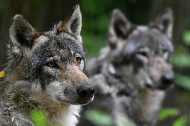 Wolves missing from French wildlife park after floods destroyed their enclosure