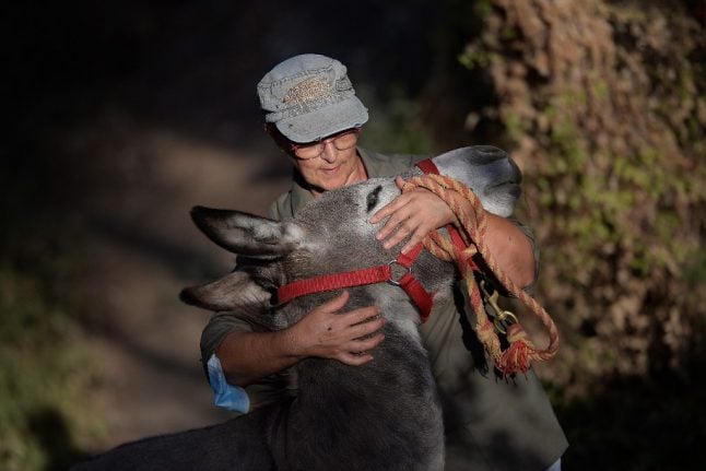 What’s up doc? How Donkey therapy is easing Spain medics’ stress