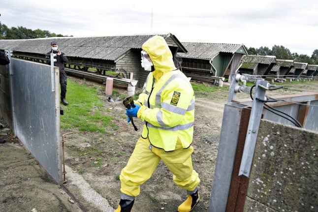 Why Denmark is culling millions of minks due to coronavirus