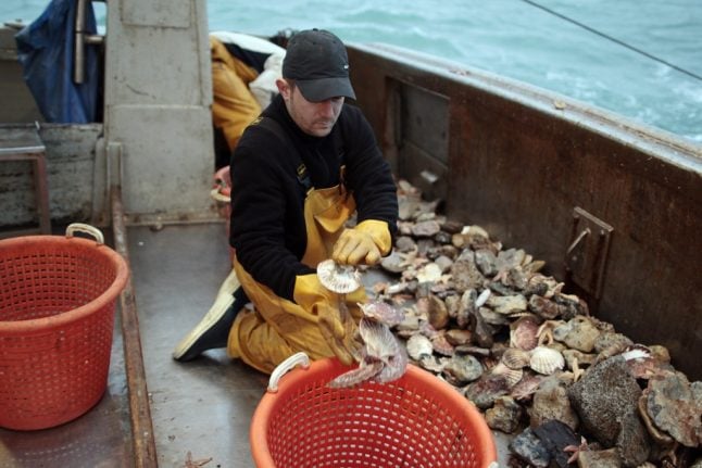 Why this Christmas will be a good one for scallop-lovers in France