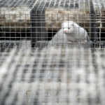 Danish corona mink mutation ‘most likely eradicated’