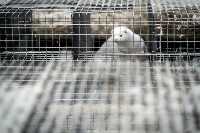 Danish corona mink mutation 'most likely eradicated'